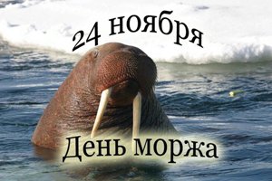 День моржа