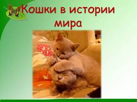 Кошки в истории мира